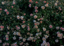 Magastörzsű rózsa / Apricot Blosson